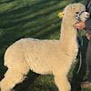 TOFT Nautilus Light Fawn Stud Male standing at TOFT Alpaca Stud